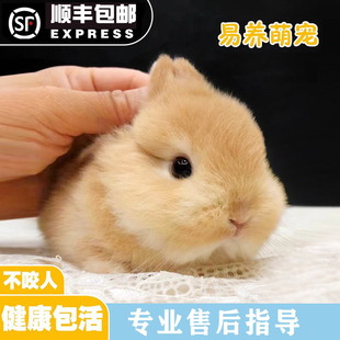 进口血统侏儒兔子活物小鹿黄色山猫纯种荷兰迷你小型宠物兔活体