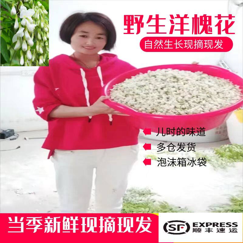 洋槐花野生秦岭当季新鲜现摘时令中药材钉槐大麦刺槐野菜干杨槐花