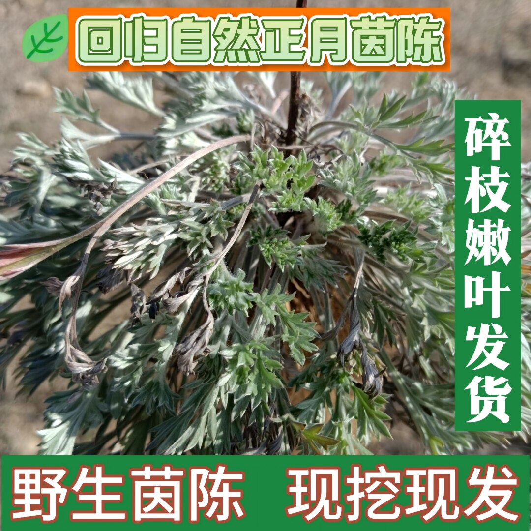 三月绵茵陈当季新鲜现挖野菜秦岭野生白蒿茵陈茶自然晾晒干货新鲜