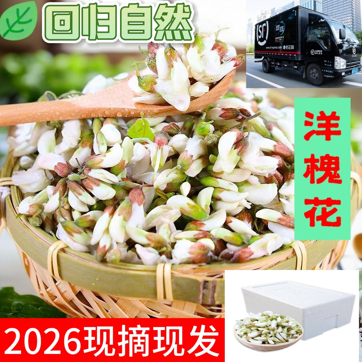 洋槐花新鲜当季现摘时令中药材野生干货鲜槐花钉槐大麦刺槐野生菜