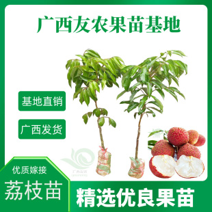 荔枝树苗香荔妃子笑荔枝王桂花香优质嫁接果树苗盆栽地栽可种常绿