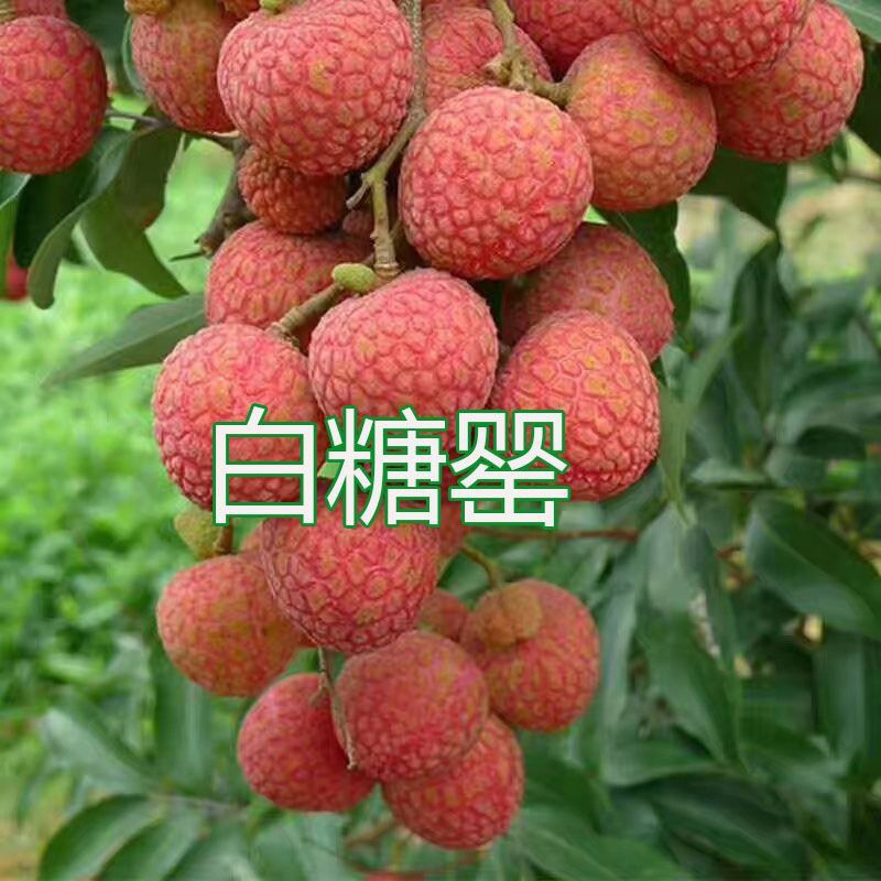 正宗早熟白糖罂荔枝树苗嫁接白糖罂荔枝苗南方种植果树苗当年结果