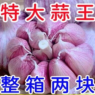 山东紫皮大蒜头整箱新干蒜蒜头紫白皮新鲜大蒜头批发 带头降价