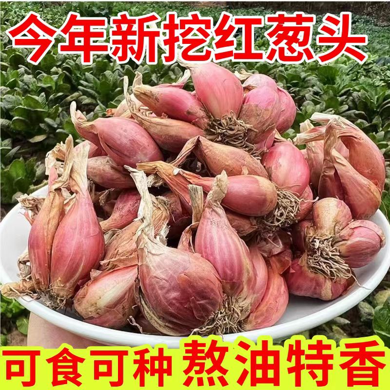 【大甩卖】正宗红葱头香葱头干葱头火葱头卤料肠粉香新鲜小葱头