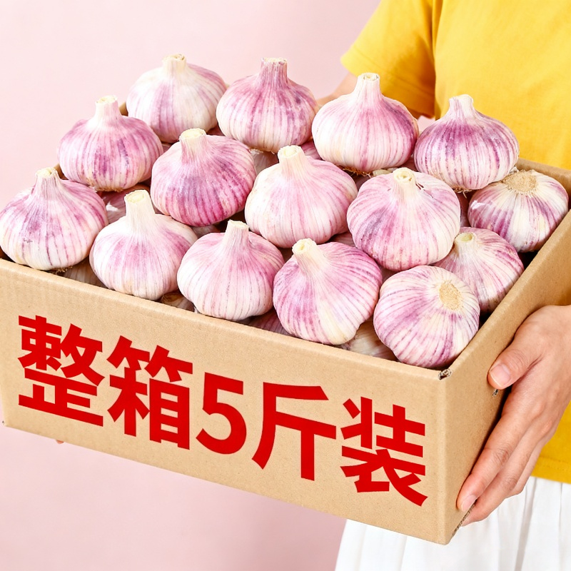 首单直降大蒜头每购紫皮大蒜头