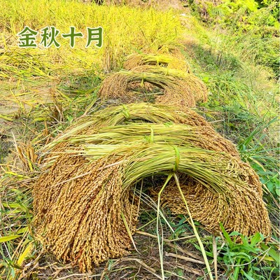 贵州23年十一月晚稻高山梯田香禾糯米5斤农家冷水香米真空米砖