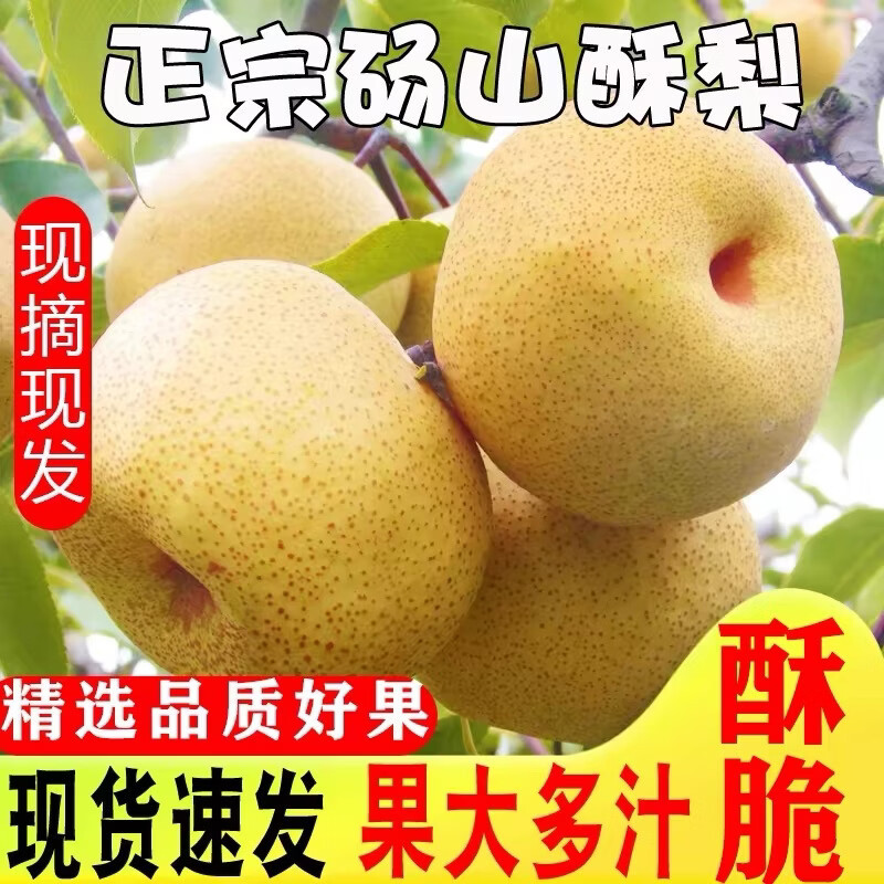正宗砀山酥梨应季梨子新鲜脆梨水果脆甜多汁梨香梨孕妇整箱可顺丰