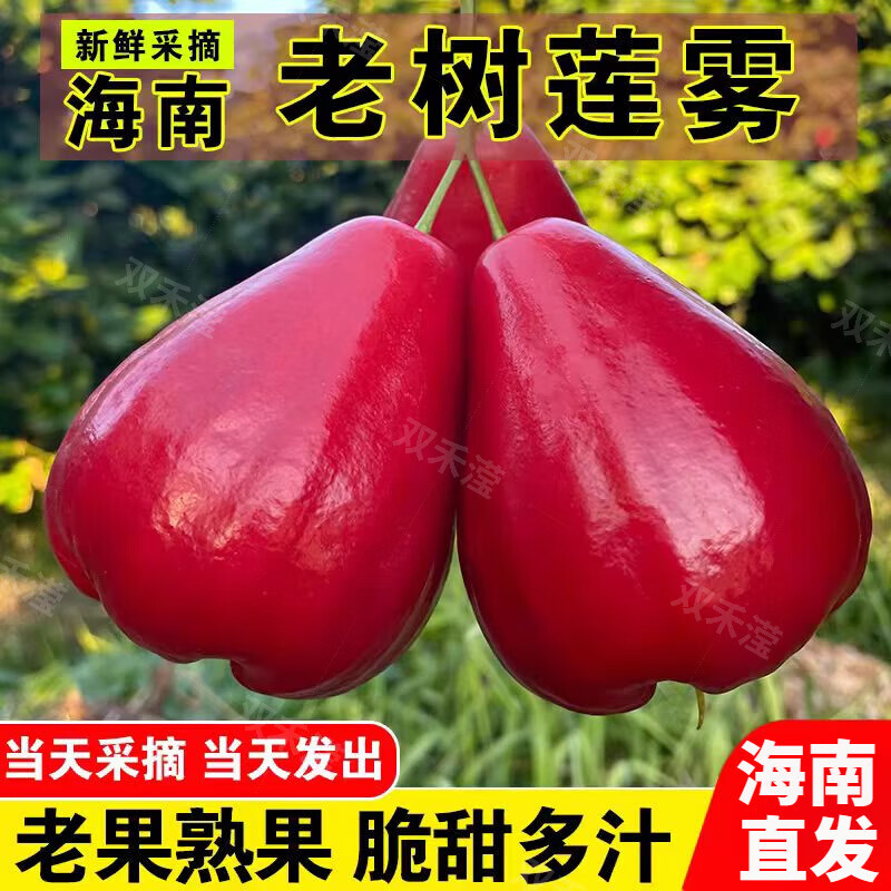 海南红宝石珍珠雾莲果新鲜黑雾莲热带孕妇水果现摘仙女果红莲雾果