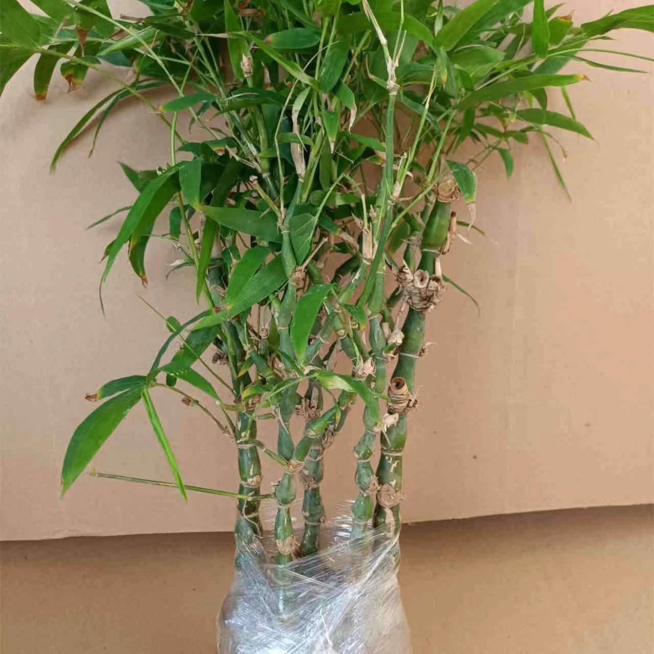 佛肚竹大肚罗汉竹阳台室内好养盆