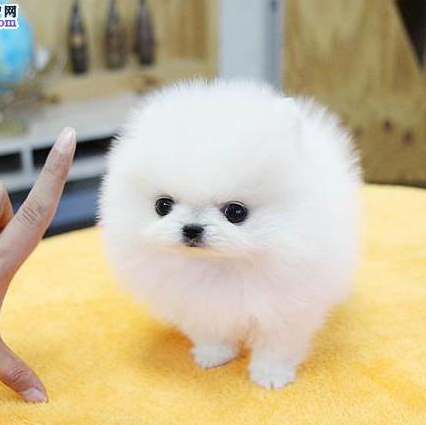 纯种博美幼犬活体长不大茶杯犬白色博美俊介小型犬家养宠物狗狗11