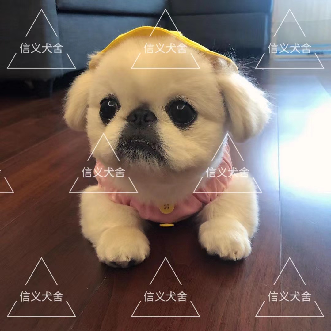 犬舍京巴纯种小型哈巴狗
