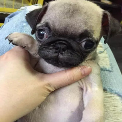 出售纯种巴哥犬活体小型犬巴哥幼犬短毛哈巴狗迷你宠物狗八哥犬5
