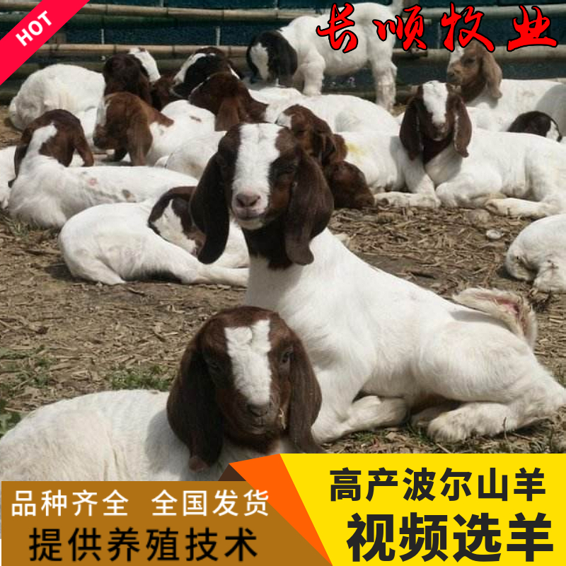 纯种波尔山羊小羊活羊活体羊羔种公羊杜波怀孕母羊种羊养殖技术