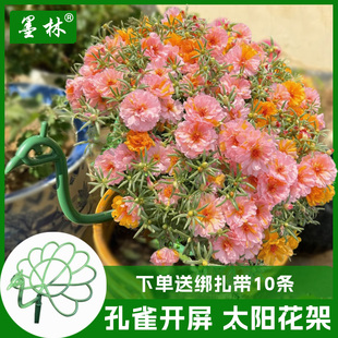 太阳花花架孔雀开屏造型架耐风化塑料重瓣大花马齿苋蟹爪兰吊兰架