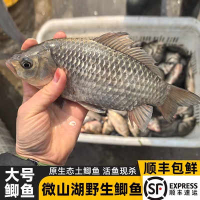 大湖生态特大土鲫鱼新鲜活鱼宰杀