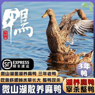微山湖放养麻鸭三年散养吃鱼虾土鸭子老母鸭整只新鲜活杀水鸭顺丰