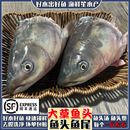 微山湖新鲜大草鱼头现杀腊鱼尾巴剁椒鱼头汤煲鱼唇鱼嘴商用发顺丰