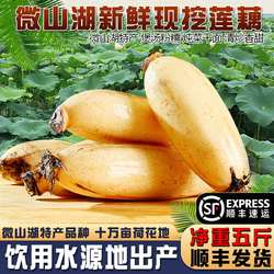 微山湖正宗莲藕特产湖藕煲汤粉糯清炒甘甜红藕脆藕炖汤新鲜发顺丰