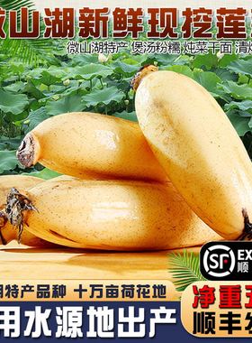 微山湖正宗莲藕特产湖藕煲汤粉糯清炒甘甜红藕脆藕炖汤新鲜发顺丰