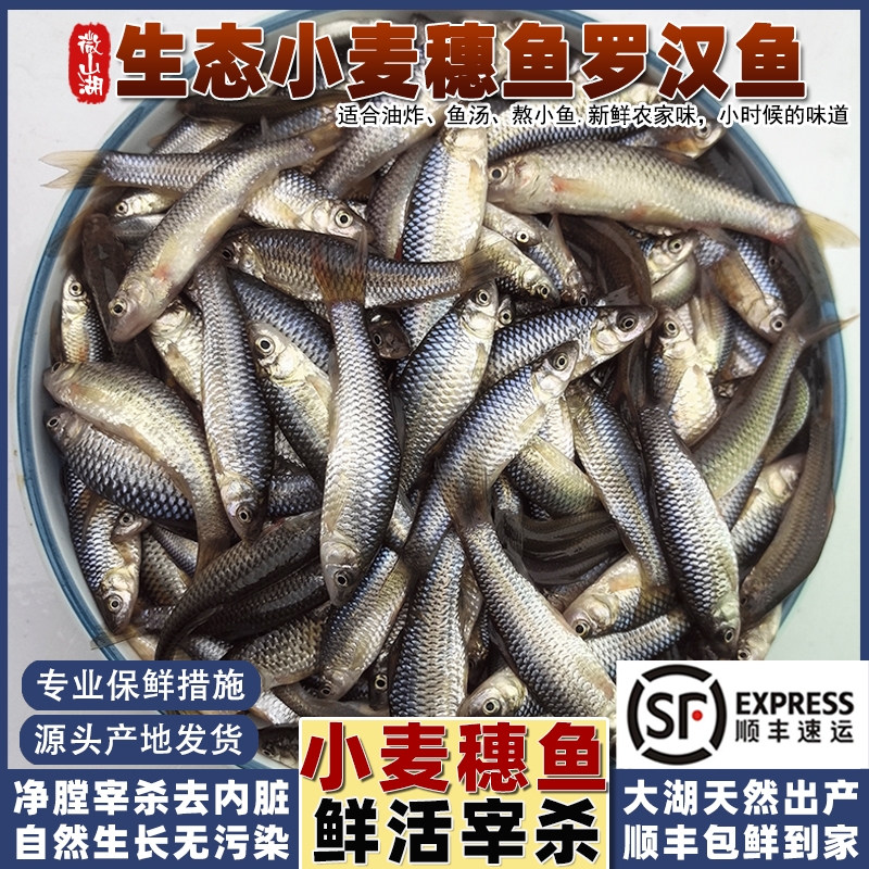 微山湖小麦穗鱼小河鱼小杂鱼顺丰