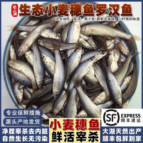 微山湖小麦穗鱼小河鱼小杂鱼顺丰