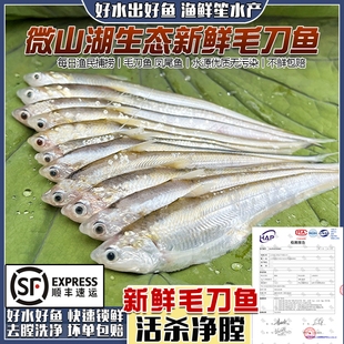 微山湖淡水毛刀鱼新鲜活鱼现杀凤尾鱼刀鱼小河鱼小白条鱼酒店商用