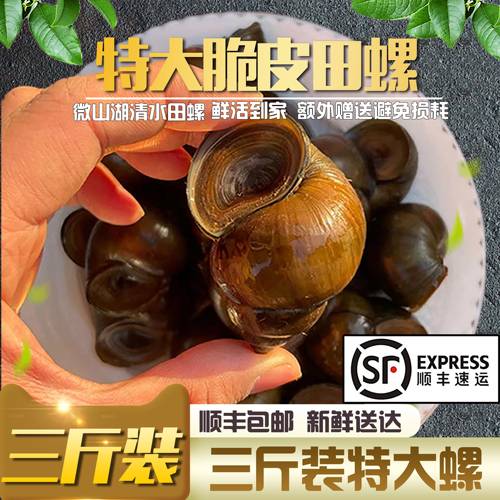 3斤特大号脆皮田螺鲜活体的顺丰