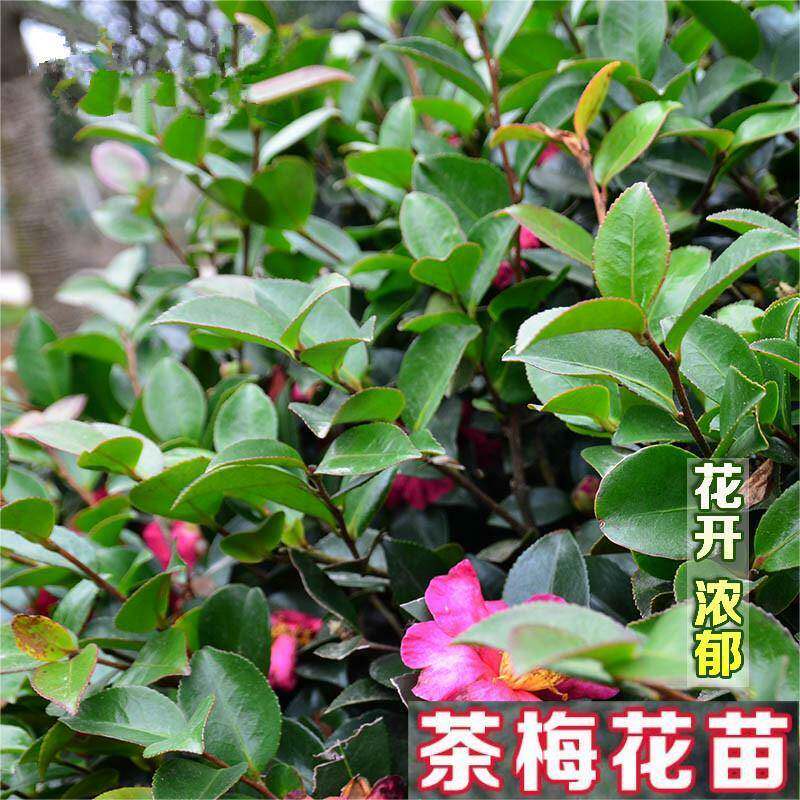 茶梅带花苞茶盆栽带茶花树苗苗四季耐寒冬盆栽球梅花庭院