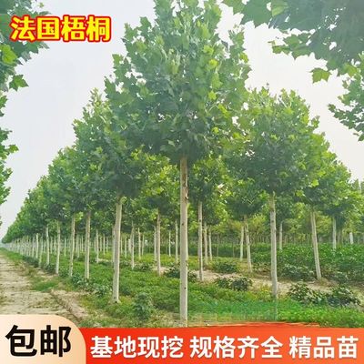法国梧桐树行道树苗庭院园林
