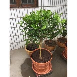 实拍盆栽花卉 名花 七里香 九里香 十里香 浓香花卉 驱蚊植物