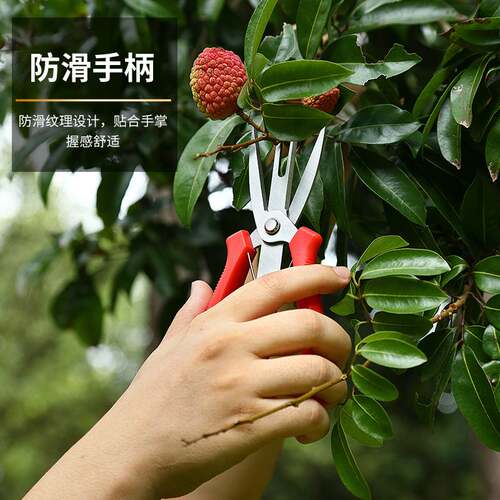不锈钢红色手柄双头园林修枝剪果蔬采摘剪盆景工具花卉绿化嫁接剪
