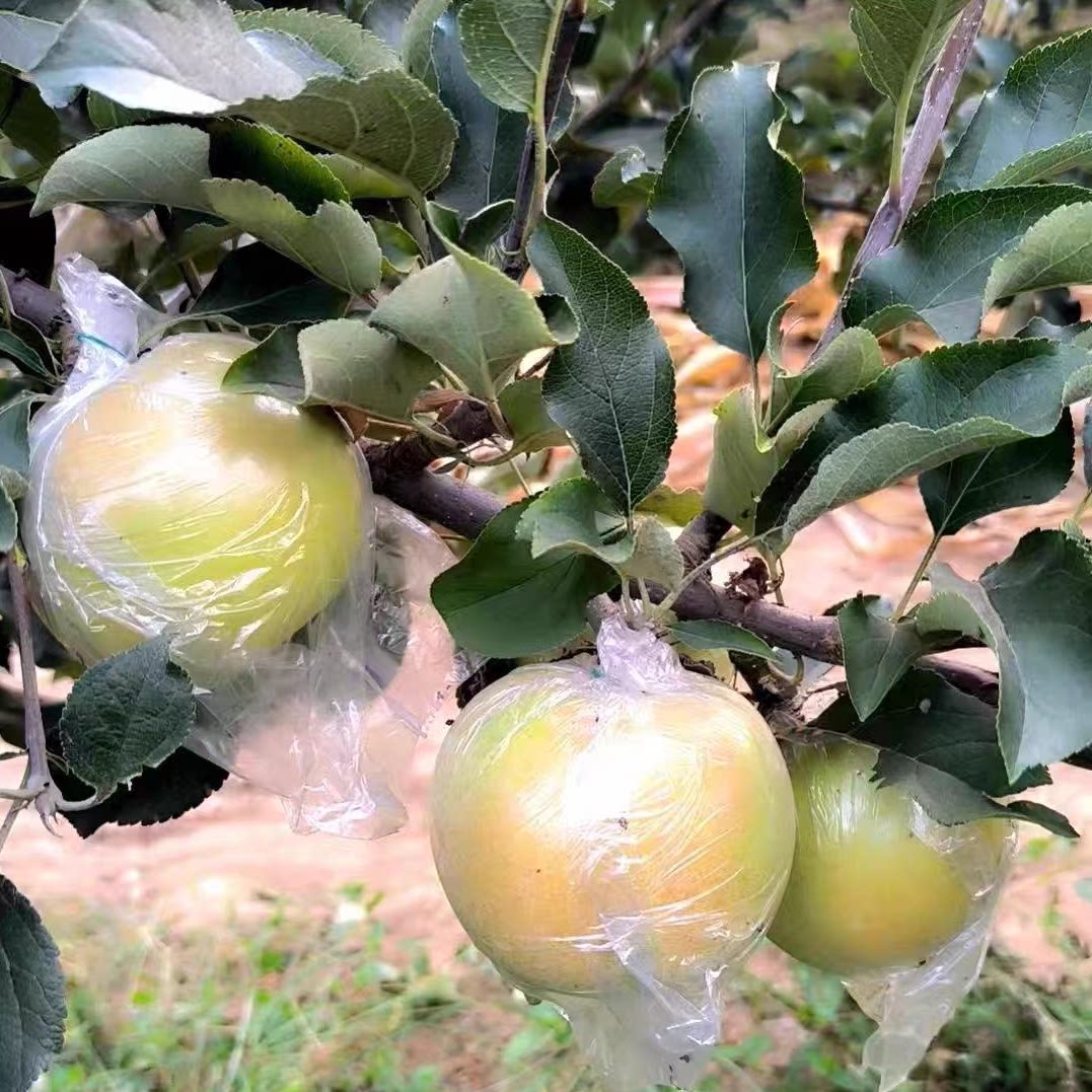 和村新农甜苹果脆甜多汁，当季水苹果