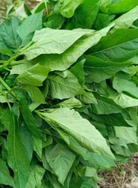 白花菜种子白花菜籽百花菜酸菜腌菜安陆一年生草本植物