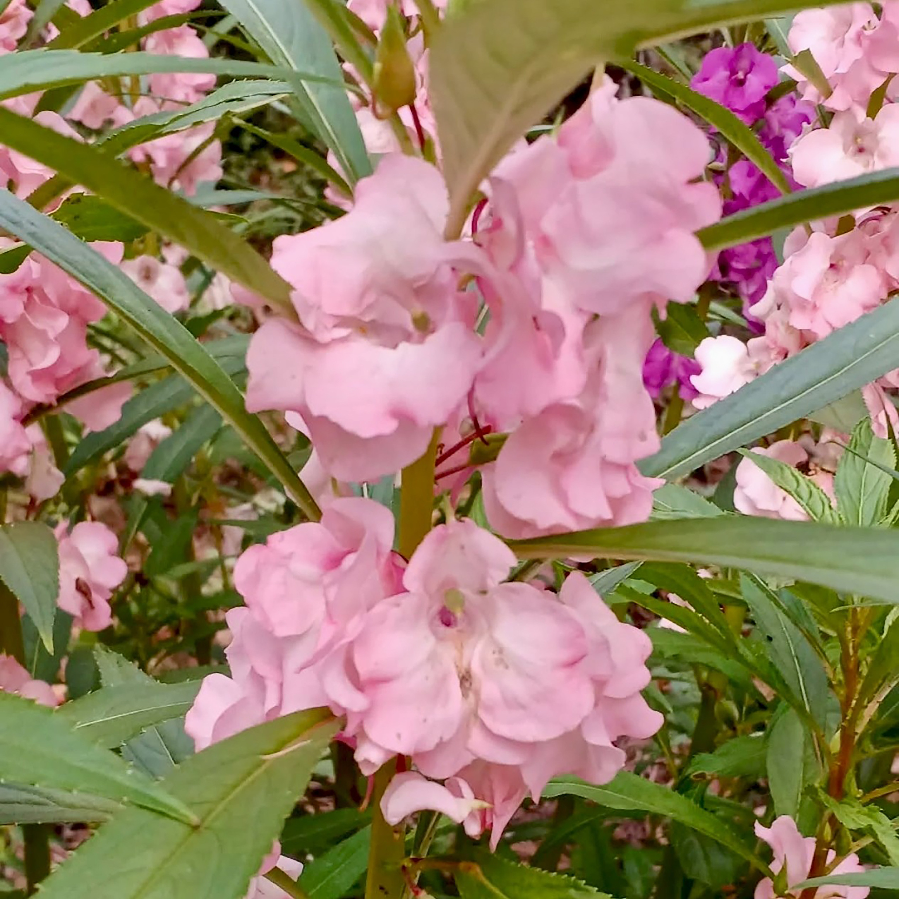凤仙花种子也叫小桃红指甲花 急性子 凤仙透骨草
