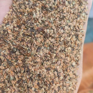 桤木种子荒山绿化种籽抗风沙护坡固土籽树种子4