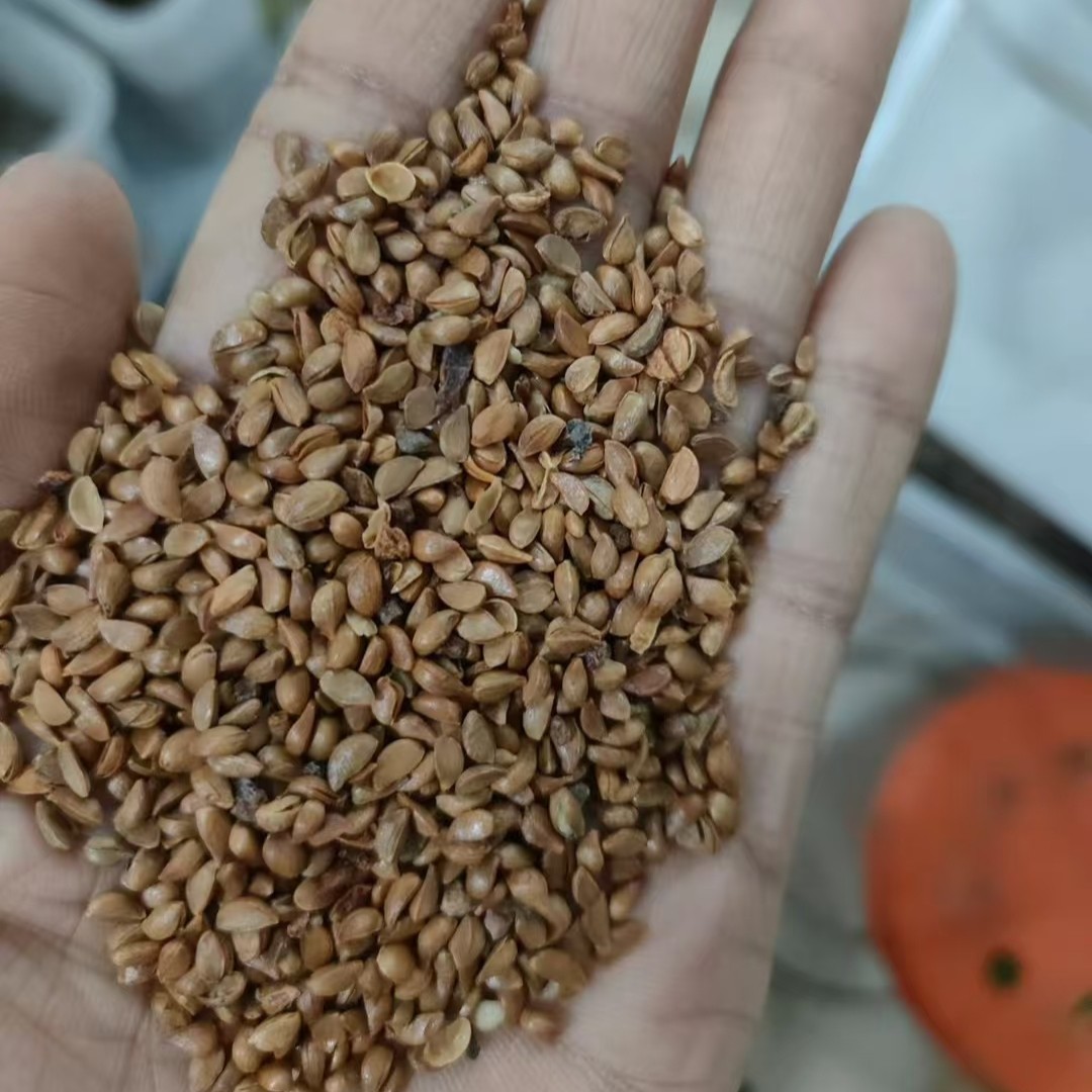 八棱海棠种子四季行道树种籽多年生45观叶种孑树种子