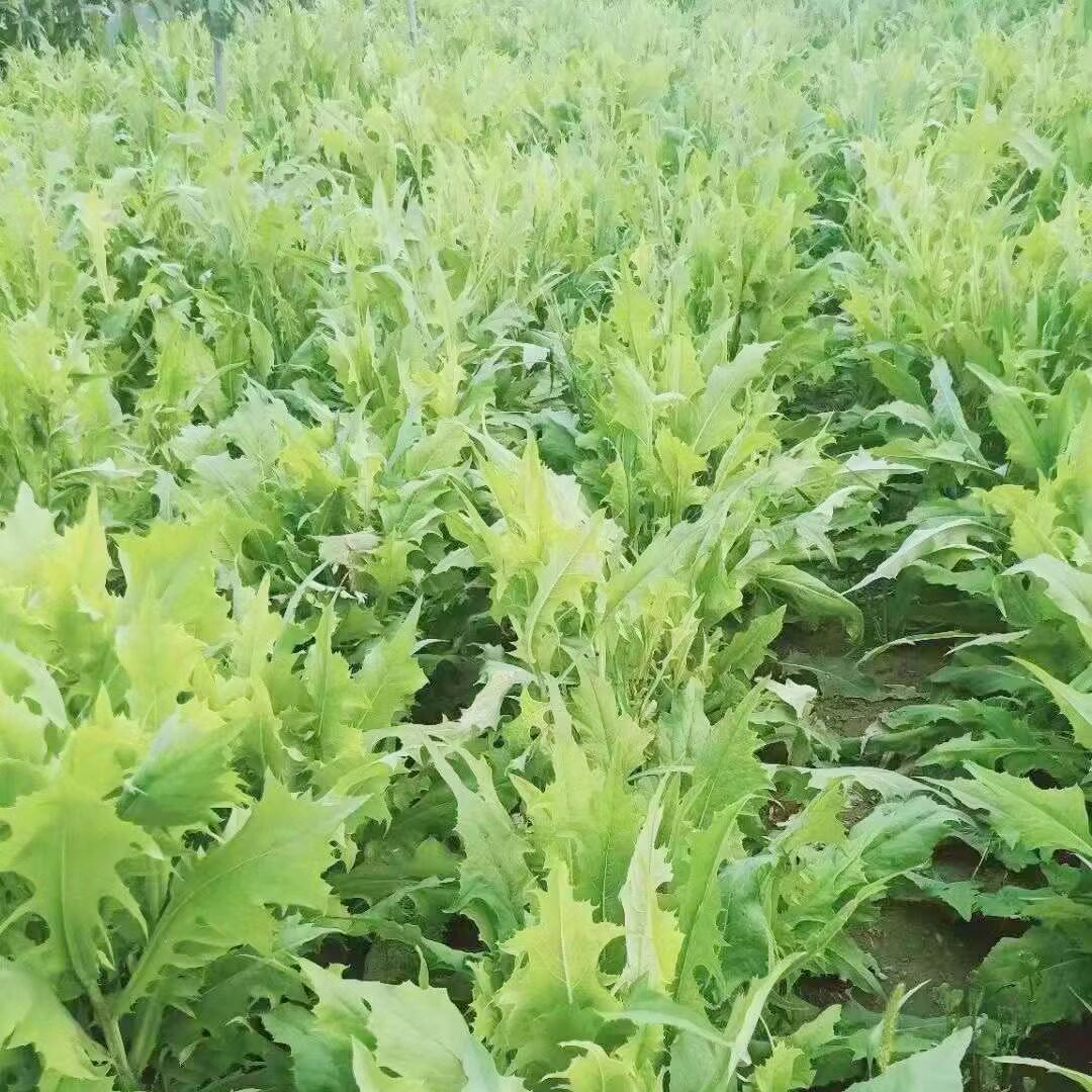 苦荬菜种子猪牛羊鸡鸭鹅苦麻菜苦麦菜苦买菜苦卖菜草种子牧草1