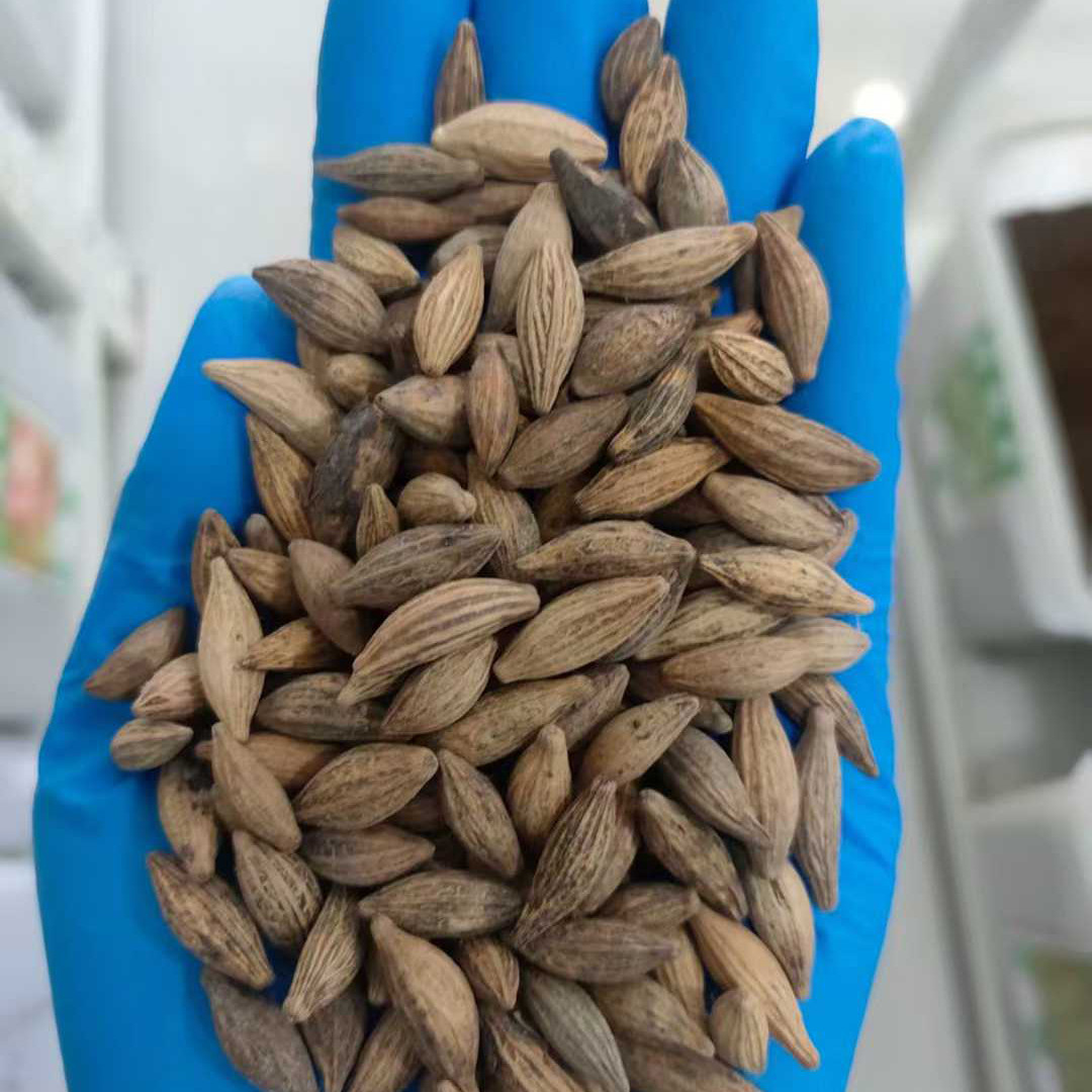 桂花种子