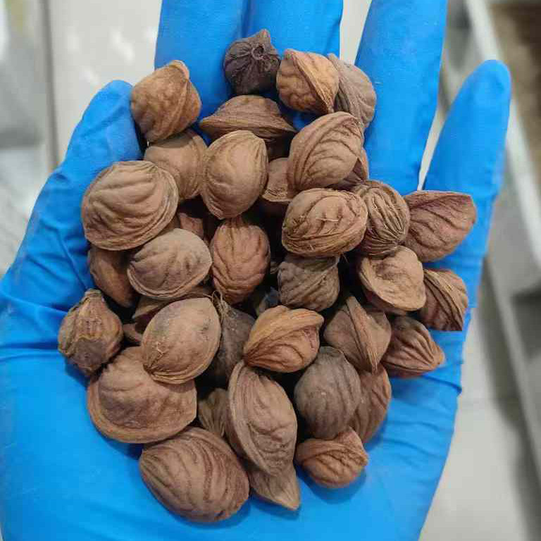 蟠桃种子