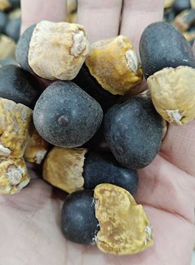 菩提种子缅茄子饰品文玩种籽4