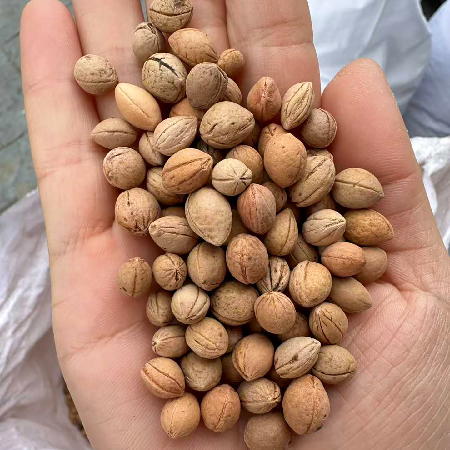 钙果种子