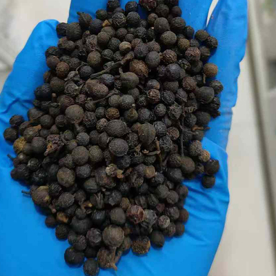 毕澄茄种子澄茄毗陵茄子荜澄茄山鸡椒种籽3