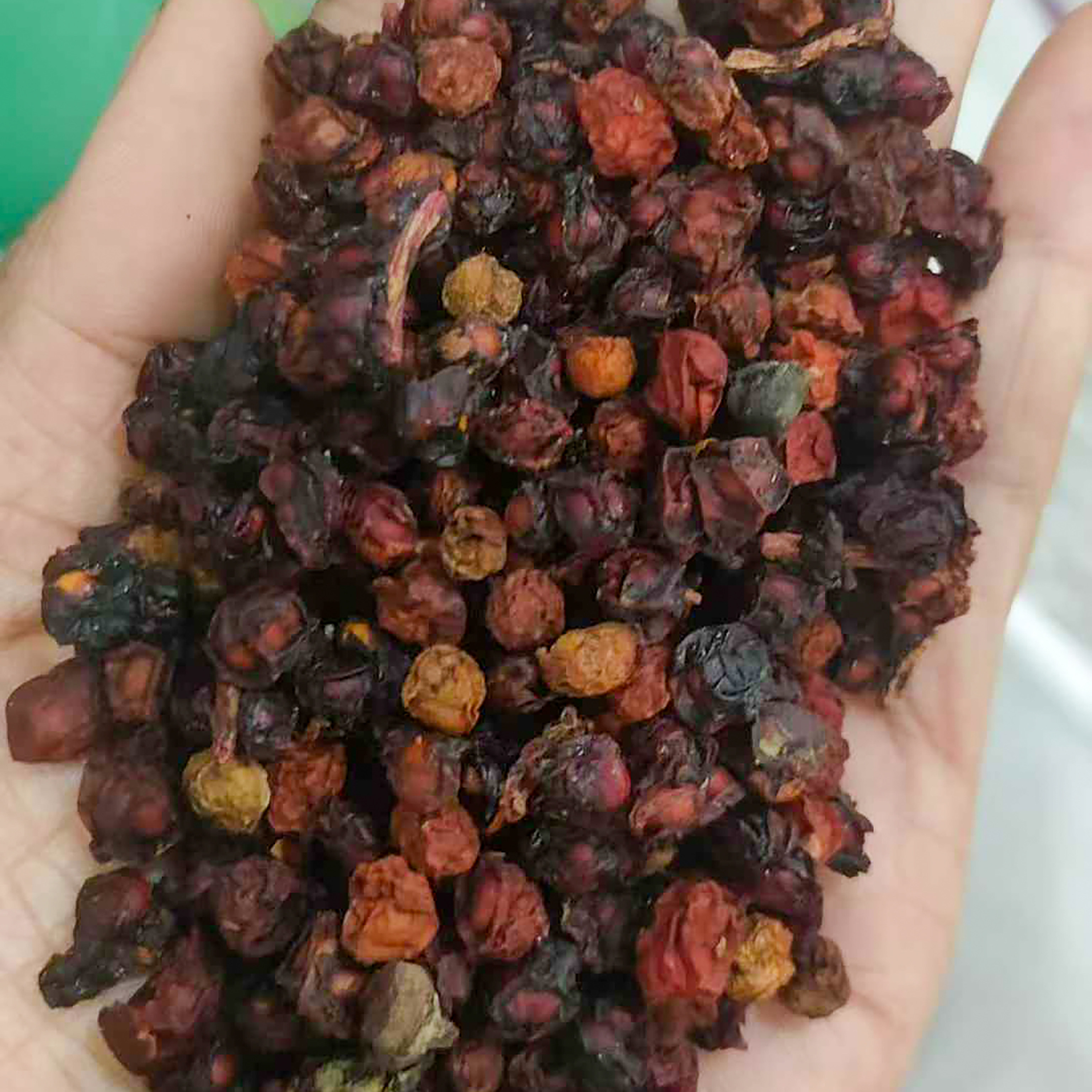 五味子种子