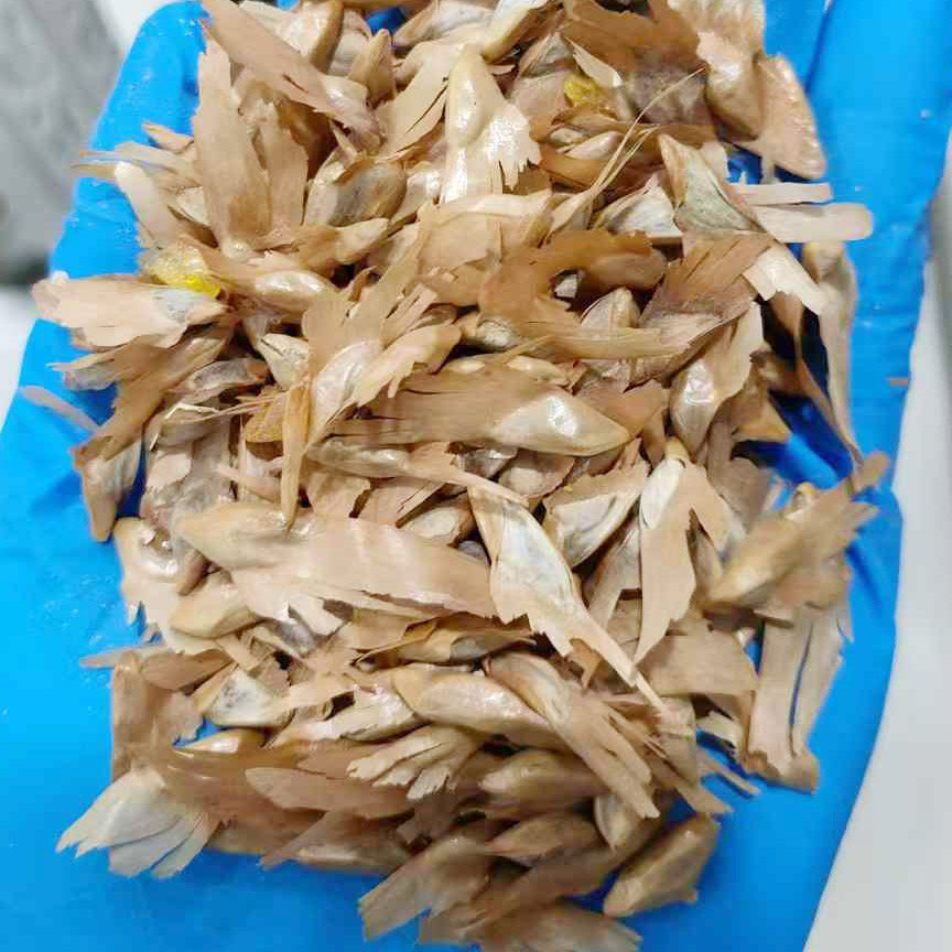 油杉种子4