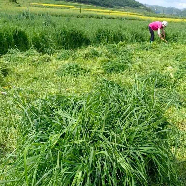 梯牧草种子种子猫尾草兔子豚鼠荷兰猪优质草多年生牧草种子