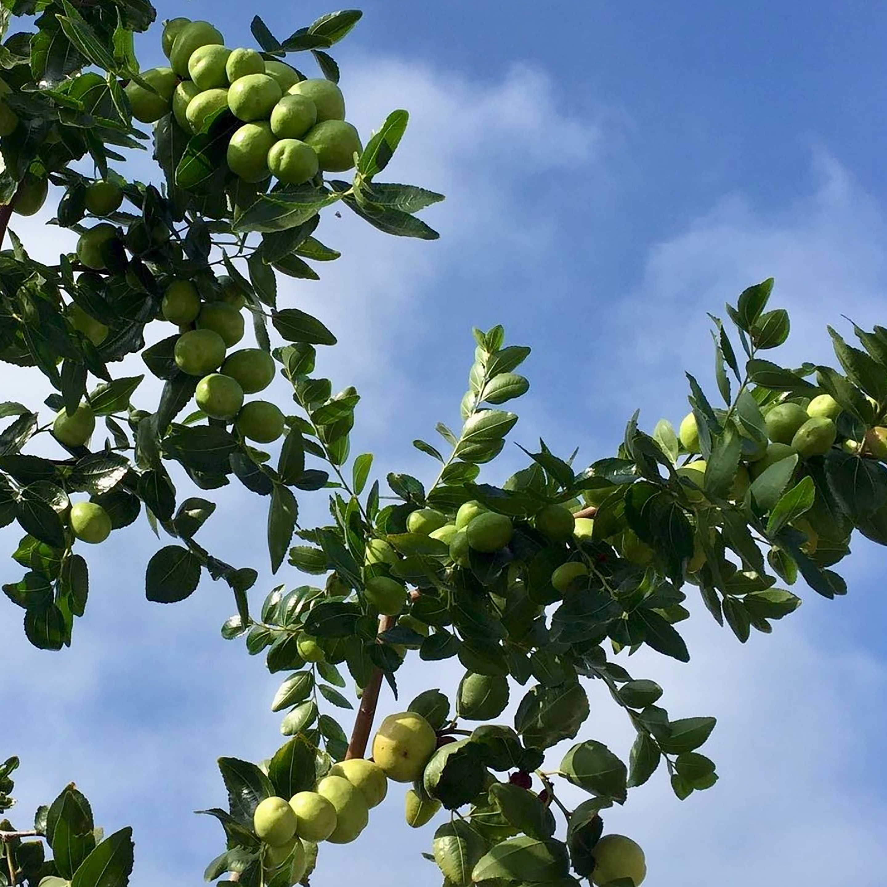 四季台湾水果牛奶青枣种子