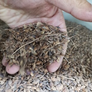 二色胡枝子种子