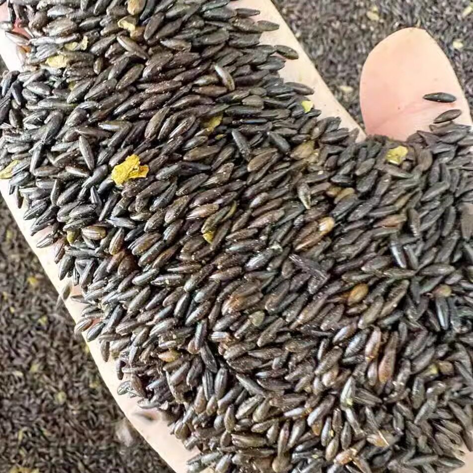沙棘种子大果种籽护坡固土抗风沙用籽树种子4