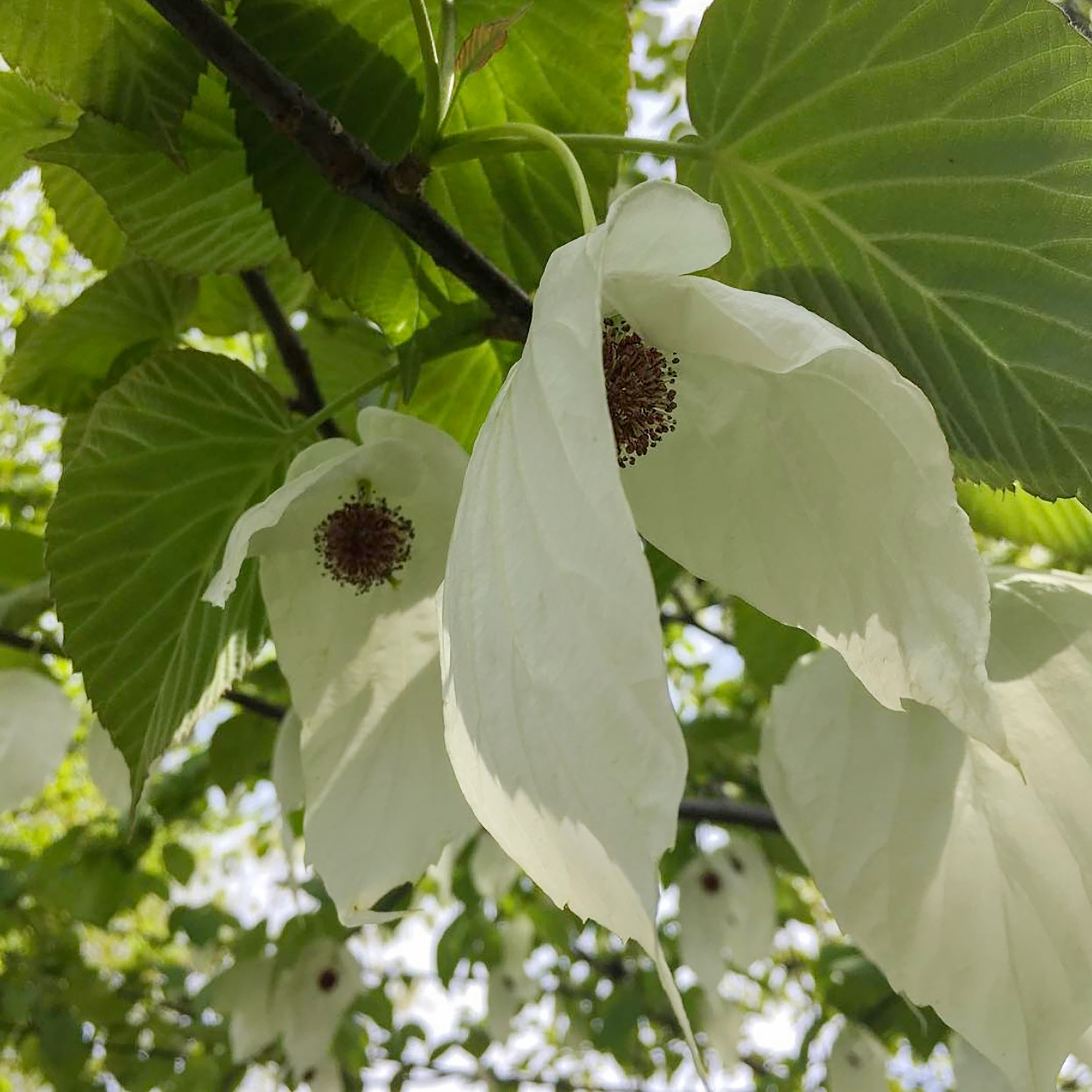 珙桐种子水梨子鸽子树鸽子花树种籽文玩4