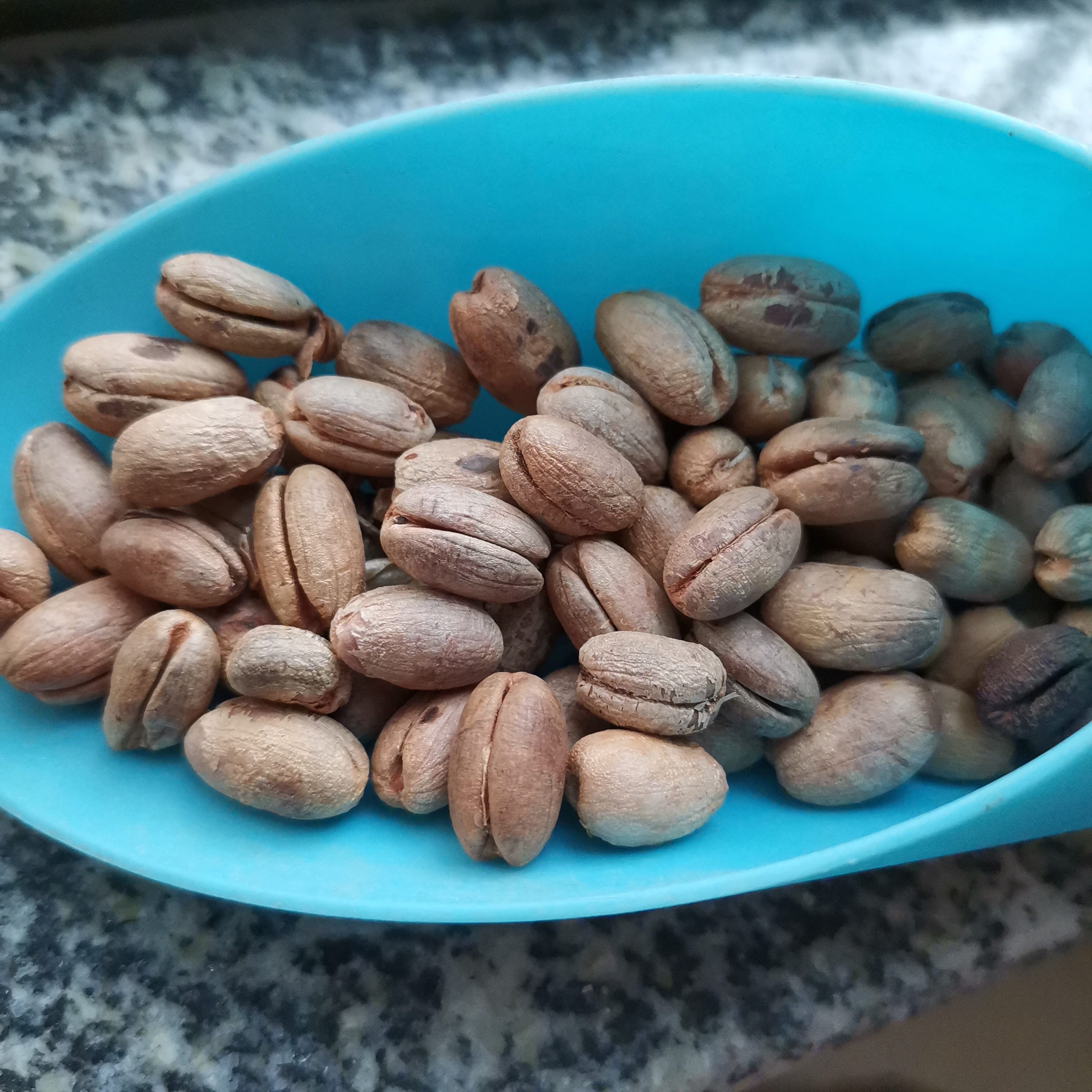 加拿利海枣树种子手链饰品用